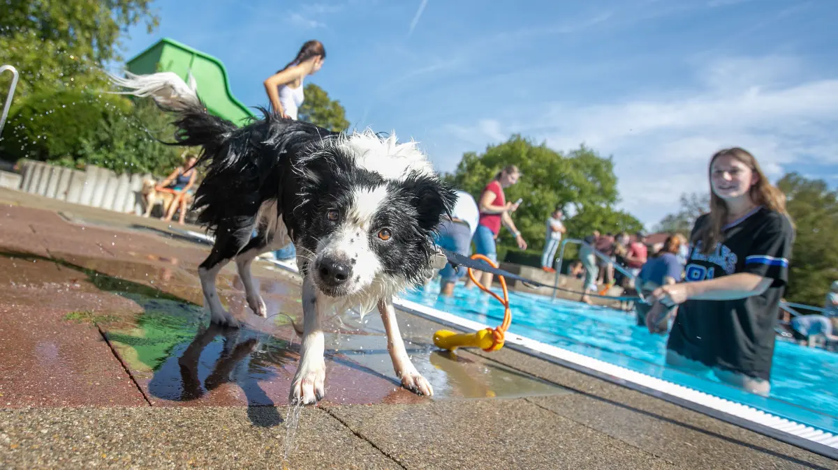 foto: Roberto Bulgrin
20. 09. 2026
Wernau, Freibad, Hundebaden