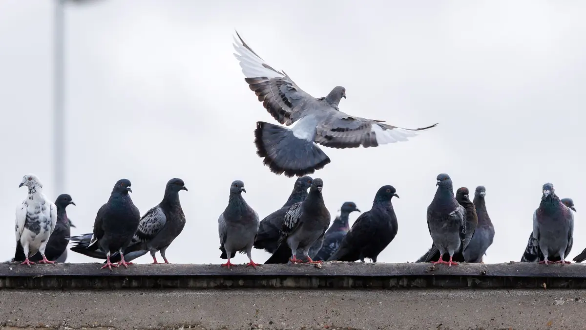 Tauben: ARCHIV - 15.09.2025, Hessen, Wiesbaden: Eine Taube landet bei ihren Artgenossen. (zu dpa: «Streit um Taubenflug auf Brücke in Konstanz») Foto: Lando Hass/dpa +++ dpa-Bildfunk +++