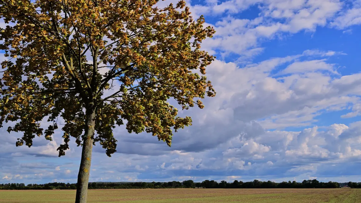 Sonniger September: Herbststimmung über der weiten Landschaft des Oderbruchs, einer Kulturlandschaft im östlichen Brandenburg. Der Herbst 2026 hatte bereits meteorologisch am 1. September begonnen und der kalendarische (astronomische) Herbstanfang ist am 23. September. (zu dpa: «September-Sonne: Temperaturkurve zeigt deutlich nach oben»)