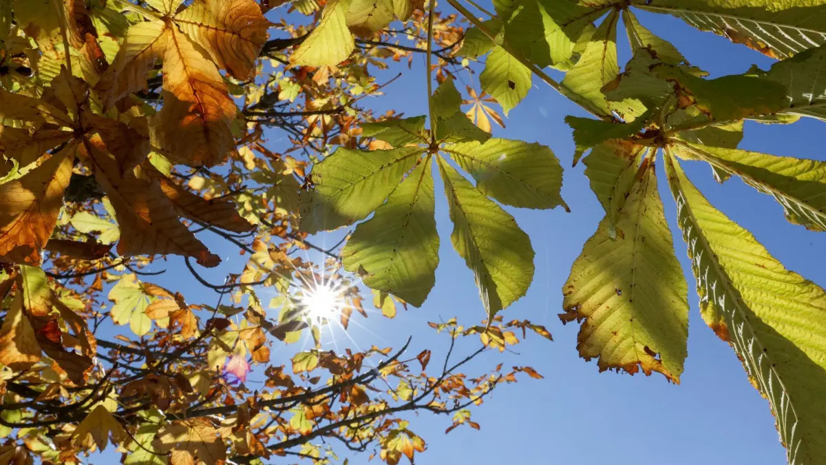 Wetter in Baden-Württemberg: 26.09.2026, Baden-Württemberg, Ertingen: Die Sonne scheint durch die Blätte an einer Kastanie Foto: Thomas Warnack/dpa +++ dpa-Bildfunk +++