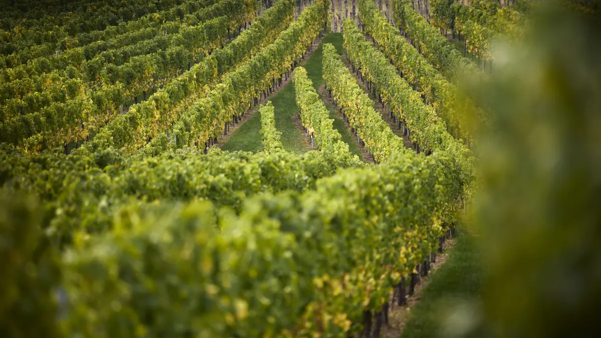 Weinberger am Kappelberg: Fellbach, DEU, 01.10.2026
Weinberger am Kappelberg
No model release. Kein Einverständnis für Werbung, keine Weitergabe an Dritte.