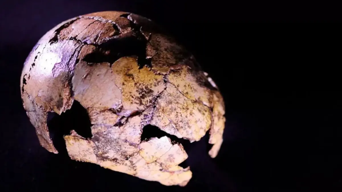 Der rund zwei Millionen Jahre alte Kinderschädel DNH 134 von Homo erectus aus der Drimolen-Höhle in Südafrika.