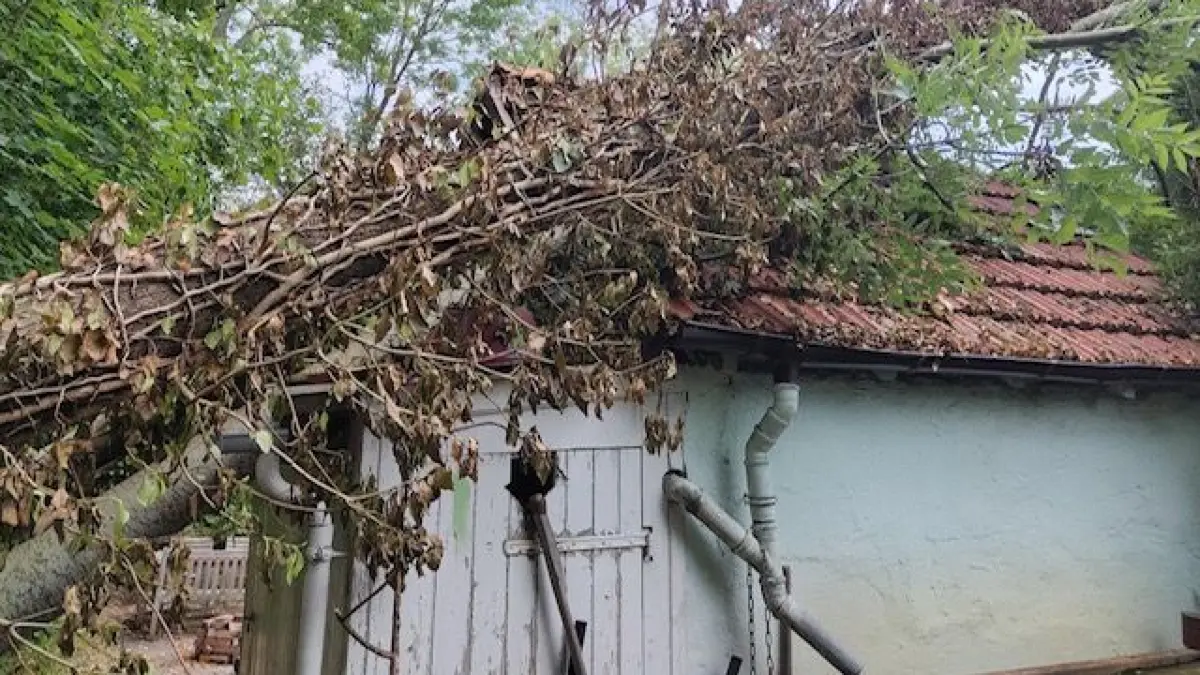 Städtischer Baum zerstört Gartenhaus in Feuerbach