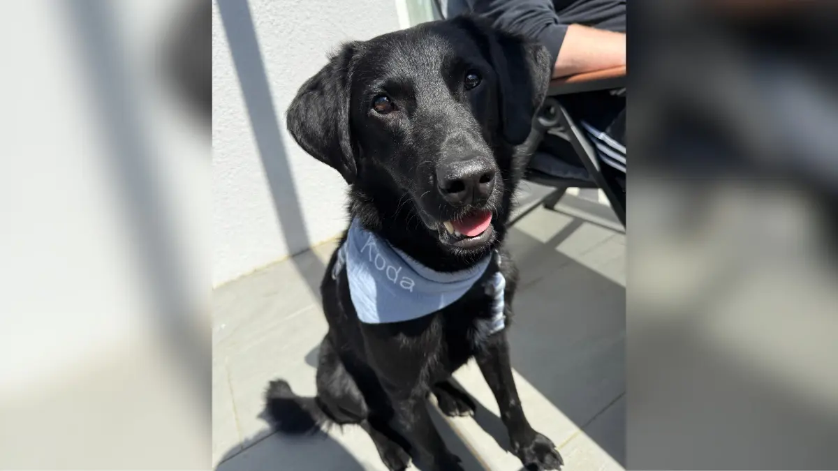 Hello liebes Team der Stuttgarter Zeitung, im Anhang zwei Bilder meines Hundes. Ich hab ihn im Februar 2025 aus dem Tierschutz aus Ungarn adoptiert. Er heißt Koda und ist 4 Jahre alt. Er ist sehr verfressen und spielt leider so gar nicht. Außerdem ist er sehr verkuschelt. Was für eine Rasse er ist, wissen wir leider nicht. 🤭Liebe GrüßeViki Kreiss aus dem Enzkreis