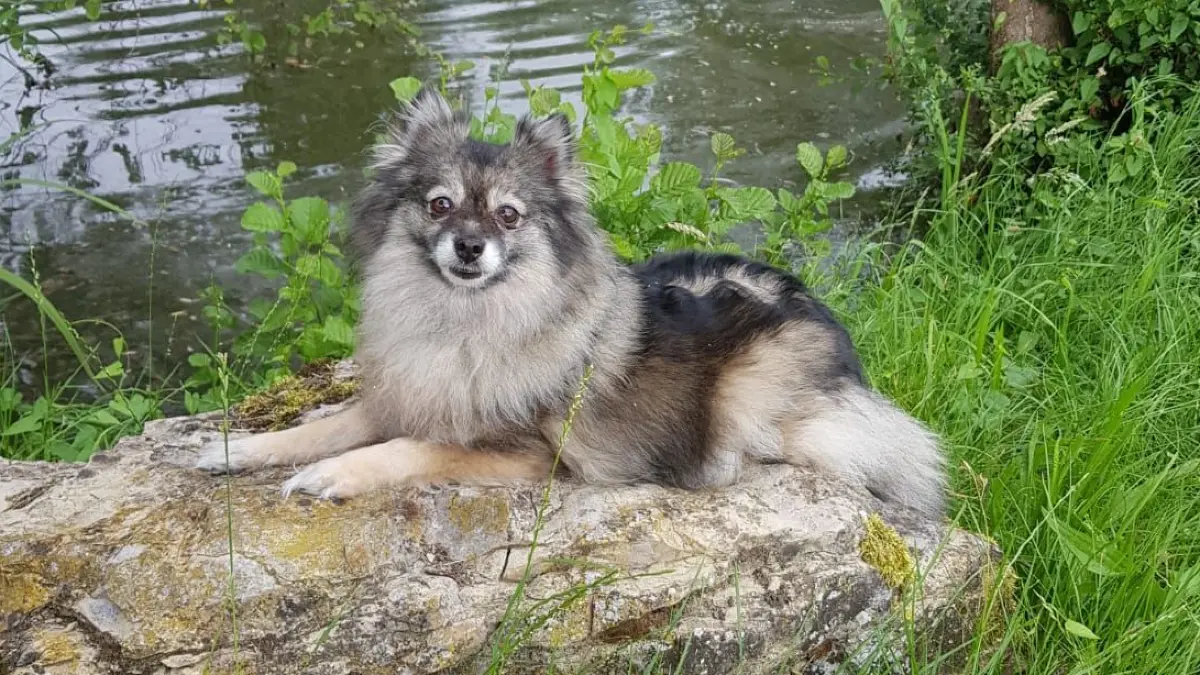 Hier ein Foto von unseren Kleinspitz Gini, geboren 2012.Lg. Oliver Bürkle