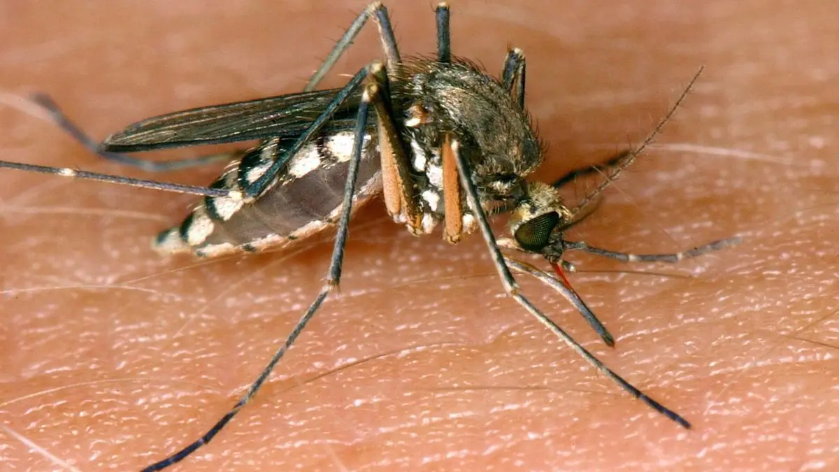 Das Virus wird durch Stechmücken übertragen und gilt in Mitteleuropa als importierte Reiseinfektion. Aufgrund seines Übertragungsweges wird es der epidemiologischen Gruppe der Arboviren zugerechnet.