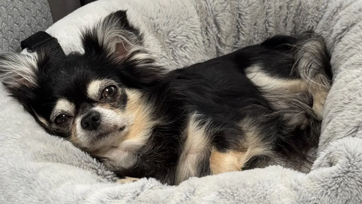 Der kleinste Familien- und Bürohund mit dem größten Herz: Ich bin Chico, ein knapp sechs Jahre alter langhaar Chihuahua - der Frauchen Tag und Nacht begleitet, aufmuntert und aus tiefstem Herzen liebt. Ich bin weit gereist - habe viele Freunde- mag große und kleine Kumpels - bin untypisch für meine Rasse kein Kläffer und darf daher auch immer mit. Mein Weg auf diese Welt war nicht so einfach, da meine Schwestern es mir nicht leicht gemacht haben. Aber dank meinem Frauchen durfte ich zwei Wochen länger bei meiner Mama bleiben ohne die „ Nervensägen“ Inzwischen bin ich ein ganz „ Großer“ in einem kleinen Fell …..