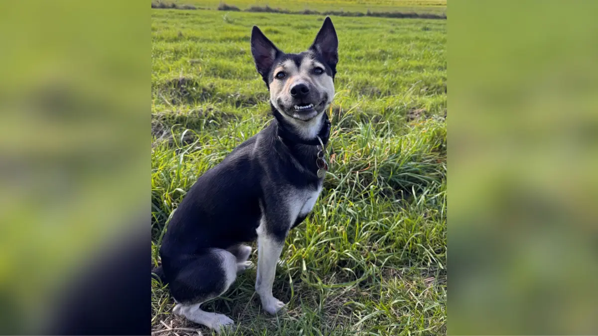 zum Welthundetag sende ich dir ein Bild von unserem kleinen, rumänischen Hund aus dem Tierschutz. Er heißt Barney ist 3 Jahre alt und wir haben ihn seit zwei Jahren. Er ist einfach der absolute Wahnsinn, weil er uns jeden Tag zum Lachen bringt. Es sind nicht nur seine übergroßen Ohren, oder dass er wirklich lachen kann (siehe Foto) Hallo jetzt doch ich seh dich jetzt dann zeige ich dir so müsstest du sehen ne sondern es ist die Liebe und die Dankbarkeit über ein schönes Leben, dass er jetzt hat, die er einem zurückgibt. Anbei das Foto, liebe Grüße, Tanja