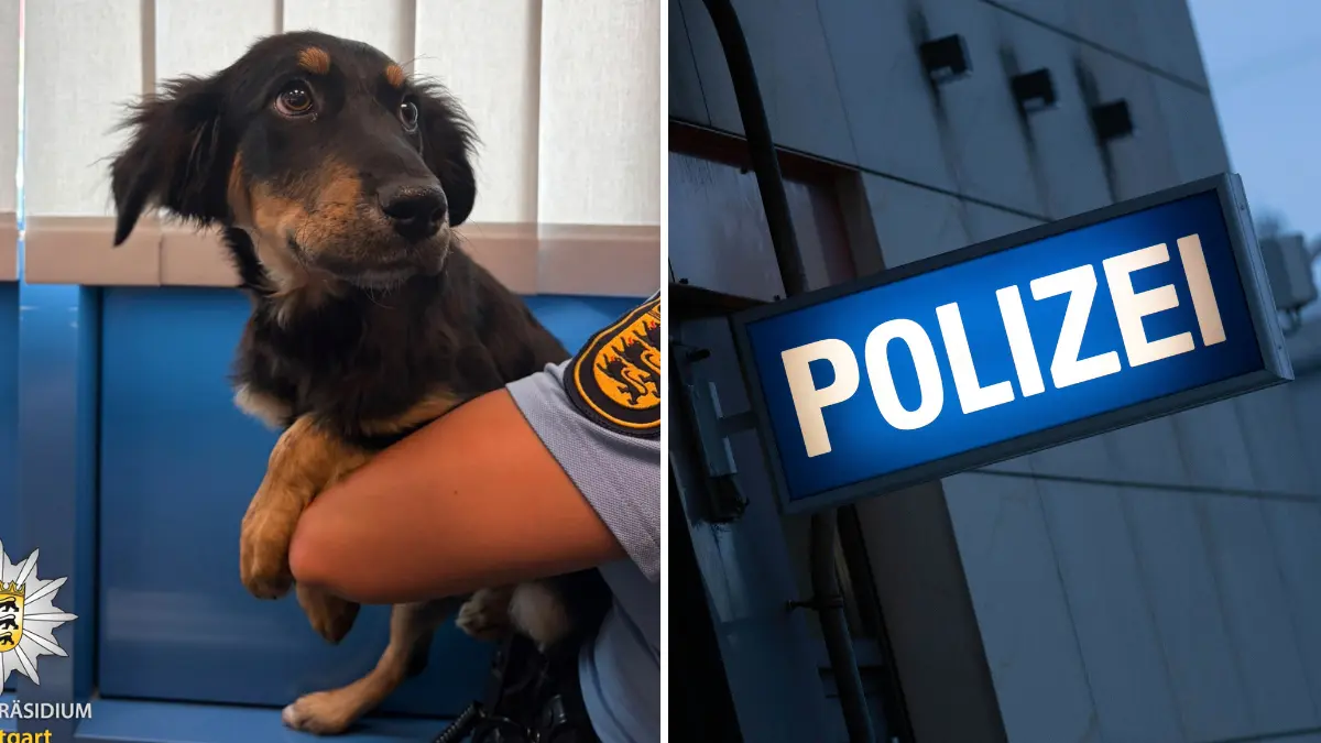 Die Polizei brachte den Hund in Sicherheit.