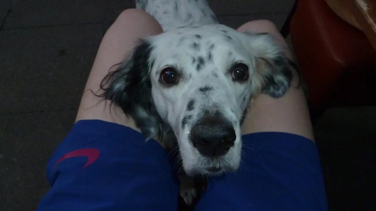 Meine English setter Hündin Daisy, welche eine 3 Jahre alte, gerettete Tierheimhündin aus der Türkei ist, würde Ihnen gerne auch ein Foto für den Welthundetag schicken.Ich (Mia, 17 Jahre) wollte seitdem ich klein bin einen Hund, meine Eltern meinten jedoch, wir haben keine Zeit für einen Hund. In den Osterferien waren meine Mutter und ich in Barcelona, währenddessen habe ich auf TikTok die Videos gesehen, wo Hundetötungsstationen geschlossen wurden. Dies erzählte ich meiner Mutter und zeigte ihr diese TikToks, kurz danach suchte ich nach zu uns passenden Hunden aus dem Tierheim. Ich las die Informationen zu den jeweiligen Hunden durch und suchte raus, welche zu uns passen. Als erstes fand ich den Dackel-Mix Fritz, dieser war allerdings schon reserviert. Ich suchte weiter und sah Daisy, online hieß sie noch Hope. Ich war schockverliebt. Ich sprach mit meiner Mutter und Schwester, sie halfen mir dabei, meinen Vater zu überreden, sie anschauen zu gehen. Ich verkündigte diese Nachricht auch meinem Bruder, welcher nicht mehr zuhause wohnt, da er in Stockholm studiert. Wir schauten sie uns an, da sie bei einer Pflegefamilie 1 Stunde von uns und einem halben Jahr wohnte, dort gingen wir zusammen gassi. Wir verstanden uns sofort gut. Wir fuhren danach wieder nach Hause und sprachen über alles ausführlich. Eine Woche später fuhren wir wieder hin und holten sie ab. Jetzt, seit 5 Monaten, lebt Daisy bei uns, leider bellt sie fremde Hunde an, da sie in der Türkei ausgesetzt und mehrmals gebissen wurde, daran arbeiten wir gemeinsam. Auch bei fremden Menschen ist sie erstmal zurückhaltend da sie in der Türkei auch geschlagen wurde und mag es nicht direkt gestreichelt zu werden, doch sobald sie die Person kennt, darf man nicht aufhören, sie zu streicheln. Daisy ist wirklich sehr bezaubernd, vor allem jetzt ist meine Schwester auch mit ihrem Umzug nach Hamburg beschäftigt, also bin ich, da meine Eltern tagsüber arbeiten, zum Glück nicht mehr alleine zuhause und hab die beste Hündin, die man sich vorstellen kann, an meiner Seite.Liebe Grüße Daisy & Mia