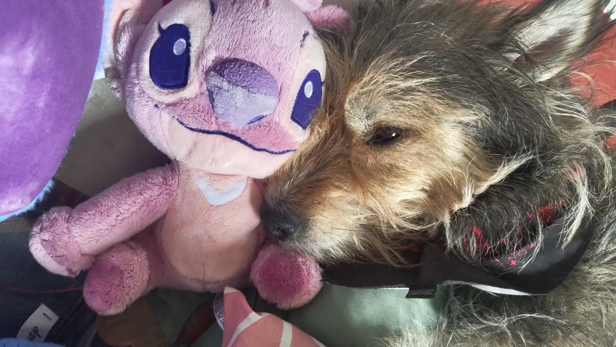 Hallo meine Hund heißt lili ist 7 Jahre alt und kommt aus Esslingen.Mfg Jasmin Schönrock Geiger