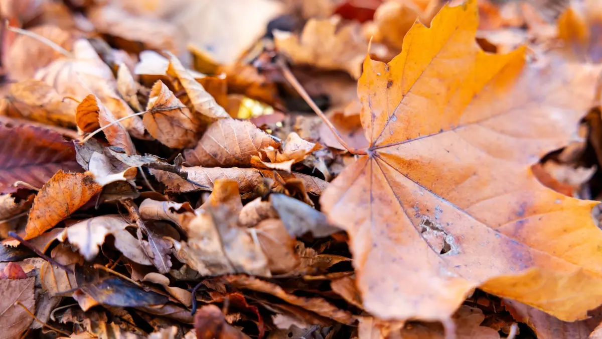 Herbst in Saarland: PRODUKTION - 03.10.2026, Saarland, Saarbrücken: Ein orange verfärbtes Ahornblatt liegt zwischen trockenem Herbstlaub im Botanischen Garten an der Universität des Saarlandes in Saarbrücken. Foto: Laszlo Pinter/dpa +++ dpa-Bildfunk +++