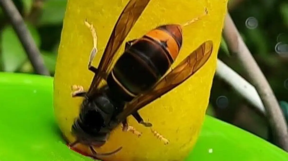 Die Asiatische Hornisse - Vespa velutina nigrithorax