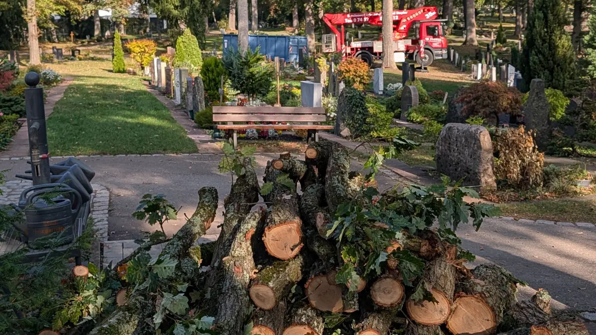 Schadpilz in Holzgerlingen