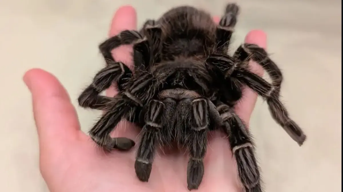 Spinne Spidertopia