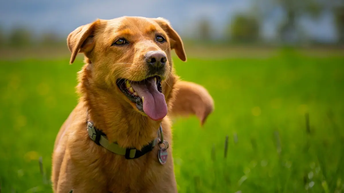 Das ist Lina, quasi der Pflegehund meiner Tochter Anna, ein eigener Hund klappt aufgrund starker Ängste vom Bruder leider nicht. Sie liebt es gestreichelt zu werden und wehe man hört auf, dann gibt es einen dezenten Klaps mit der Pfote.