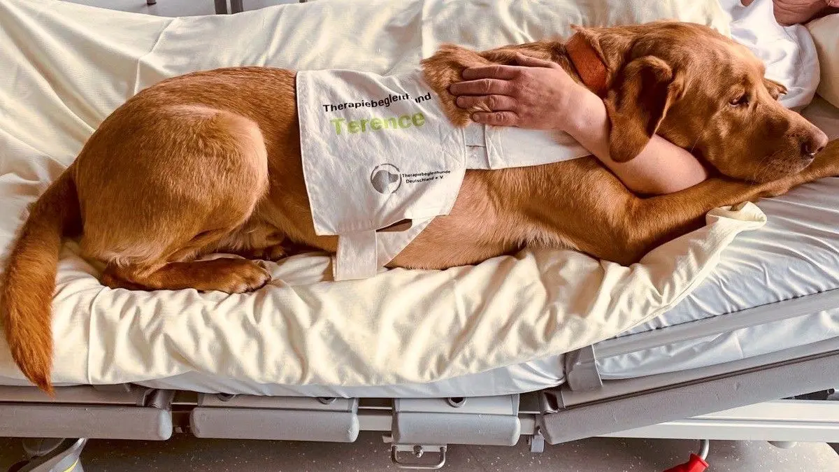 Terence bei der Arbeit: Der Therapiebegleithund besucht Patienten und kuschelt sich auch mal zu ihnen ins Bett.
