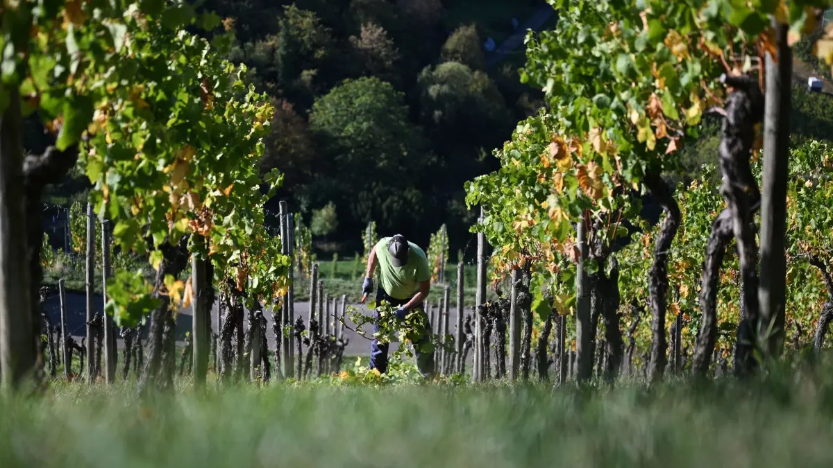 Weinbergarbeiten im Herbst: Winzer Heinz Munder rodet einen rund 55 Jahre alten Weinberg in Steillage. Die etwa 40 Jahre alten Reben der Sorte Trollinger ließen sich wegen der schlechten Sortenstruktur und der schwierigen Steillagen-Bewirtschaftung nicht mehr rentabel bewirtschaften. Die gerodete Fläche soll nun brachliegen. (zu dpa: «Weinjahrgang 2026: Tolle Qualität, aber starke Ernteeinbußen»)