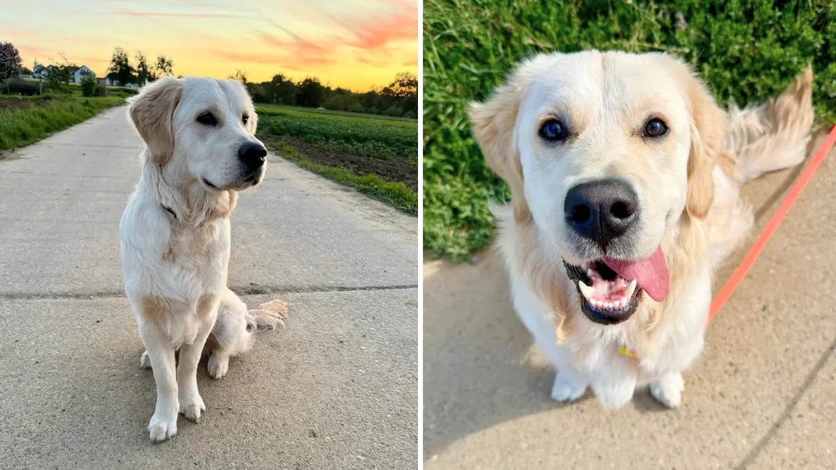 Unser Hund Lenny ist ein Golden Retriever Rüde und wird am 15.10.2026 1Jahr alt. Er ist Abenteuer freudig, verspielt und hat viel Quatsch im Kopf. Er ist viel auf Fort- und Weiterbildungen dabei, wenn ich zu Seminaren fahren als Hundephysiotherapeutin mit meiner mobilen Praxis 4Pfoten-Physio.Wir würden uns sehr freuen, wenn Sie unsere Bilder zum Welthundetag publizieren und uns namentlich nennen würden.Mit freundlichen GrüßenAnnika Konert