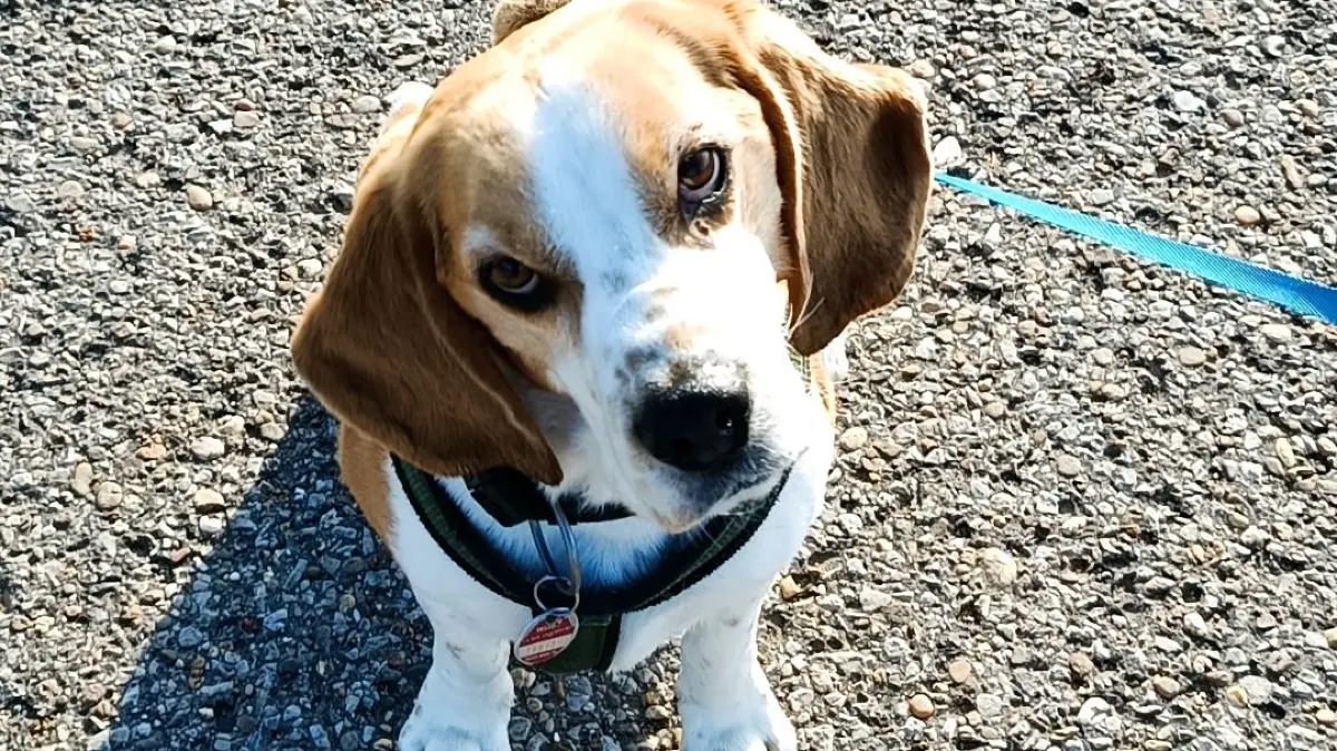 Jonas kommt aus dem Tierschutz und ist seit knapp vier Jahren der Boss im Haus seiner Familie. Oder wie Frauchen es auch formuliert: „Sir Jonas of Sabberlot hat hier das Sagen.“