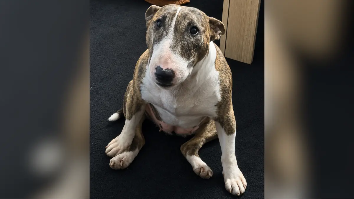 Das ist unsere Ella, sie ist ein Minatur Bullterrier. Sie kommt von einem Bauernhof und ist bei uns das absolute Stadtkind geworden, am liebsten läuft sie mit uns durch Fellbach und schaut in die Läden rein. Ihre liebste Beschäftigung ist kuscheln, sie sucht ständig den Kontakt zu uns und liegt am liebsten in meinem Arm zum kuscheln