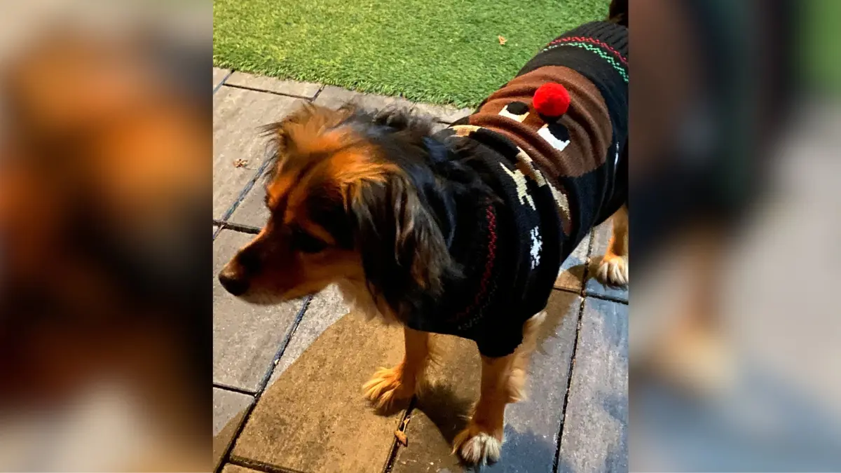 Das ist Nala. Sie liebt alle Kinder und die meisten anderen Hunde. Hat ständig Hunger und geht gerne in Bächen baden. Immer wenn sie mit Frauchen draußen unterwegs ist, zaubert die Fellnase entgegenkommenden Menschen ein Lächeln ins Gesicht – da Nala selbst beim Laufen immer lächelt.