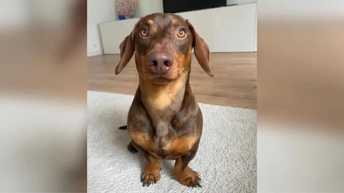 Unser Dackel Bailey, ist ein ganz besonderer kleiner Kerl. Er ist 3 Jahre Jung. Seine Familie besteht aus Bernd seinem Papa, Lucia der Mama, seinem großen Bruder Luca und der Schwester Eliana. Am liebsten spielt er mit unserem 17-jährigen Sohn Fußball und zwar nicht einfach nur zum Spaß, sondern wie ein echter Profi! Mit vollem Einsatz jagt er dem Ball hinterher und zeigt dabei, wer wirklich das Zeug zum Fußballstar hat. Seine allergrößte Leidenschaft ist allerdings Käse. Für ein Stück Käse würde er wahrscheinlich sogar einen Vertrag bei einem Fußballverein unterschreiben! Für Käse macht er einfach alles Sitz, Platz, Pfote geben und wahrscheinlich sogar einen Elfmeter verwandeln.Und obwohl er klein ist, ist er sich ganz sicher, er ist der Chef der Straße! Das zeigt er auch jedem, der vorbeikommt. Mit seinem kräftigen Bellen klingt er nicht wie ein kleiner Dackel, sondern wie ein riesiger Wachhund. Jeder soll schließlich wissen, wer hier das Sagen hat.Klein, frech, mutig, fußballverrückt und käseliebend unser Bailey ist einfach einzigartig und wird von seinen Opas, Omas, Tanten und Onkel über alles geliebt. Aus unserer Familie nicht mehr wegzudenken.Mit freundlichen Grüßen Bernd Friesen