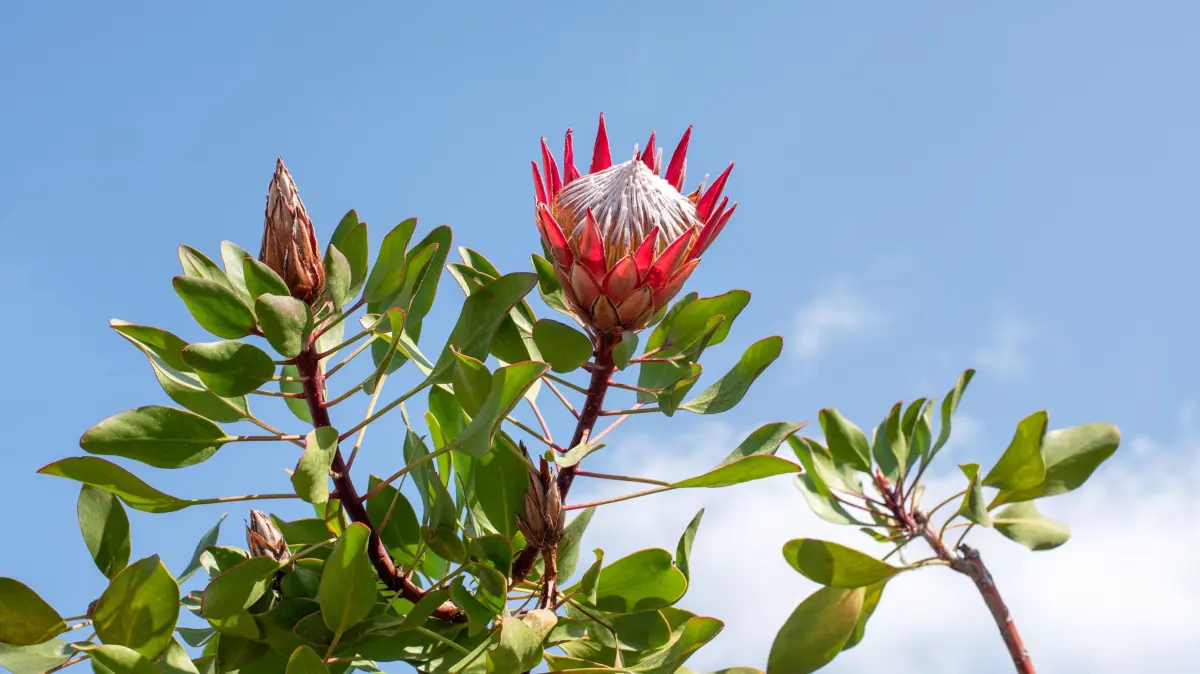 Die Protea ist die Nationalblume Südafrikas.