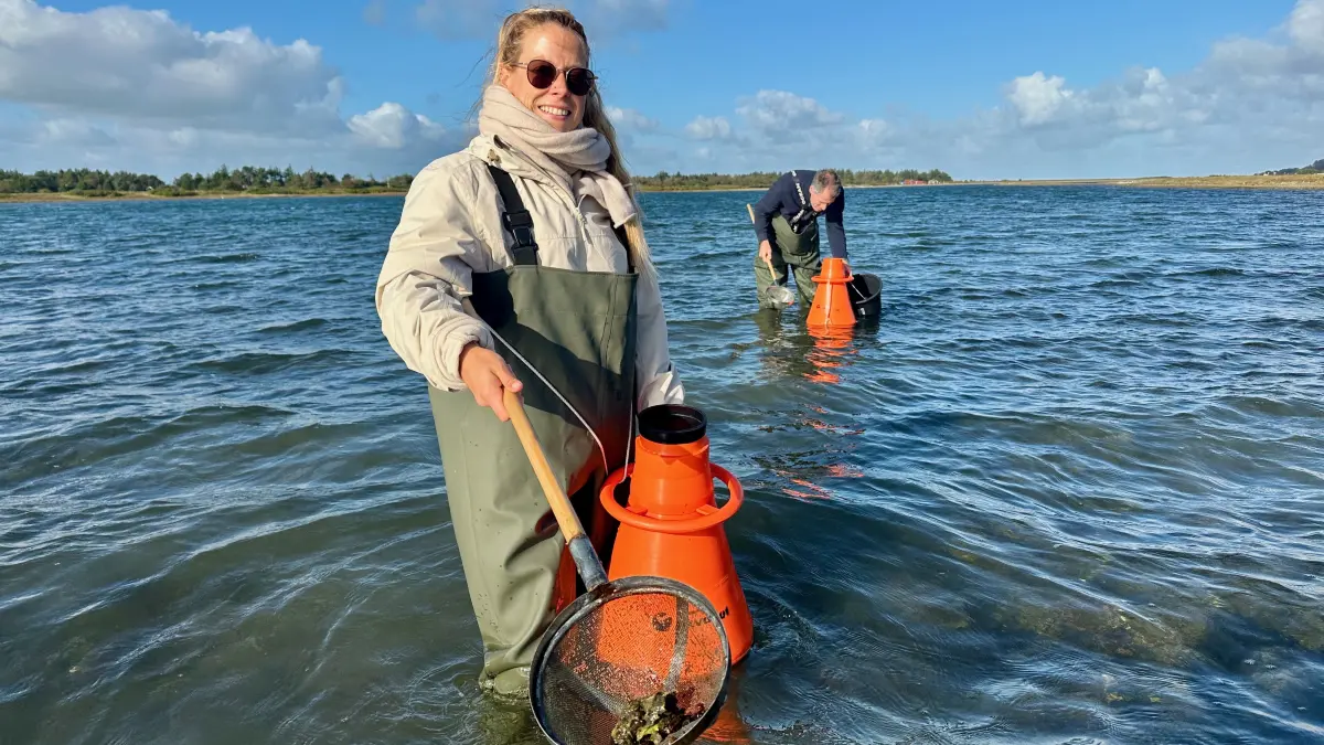 Auf Austernsafari am Limfjord