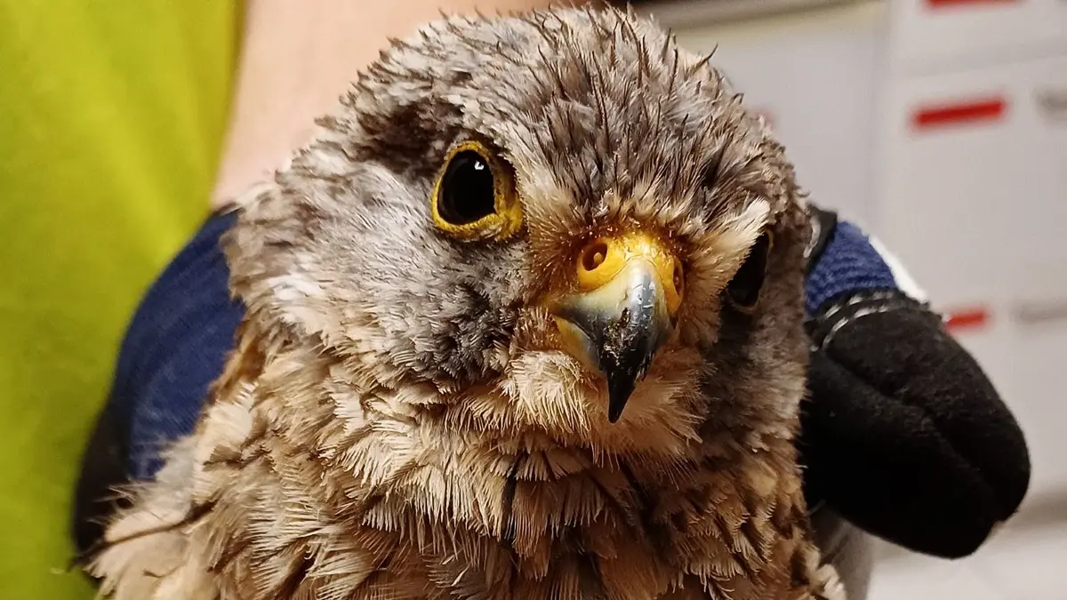 Greifvogelzentrum Falconis Filstal e.V.: Greifvogelzentrum Falconis Filstal e.V.
