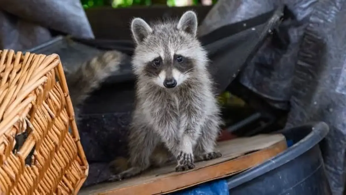 Was ist zu tun, wenn ein Waschbär Appetit auf den Inhalt der Abfalltonne verspürt? Solchen Fragen möchte sich die Stadtverwaltung annehmen.