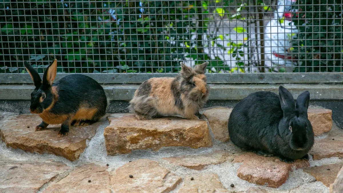 Vertreter verschiedener Rassen sollen noch mehr Abwechslung in das Gehege der Zwergkaninchen von Nymphaea bringen.