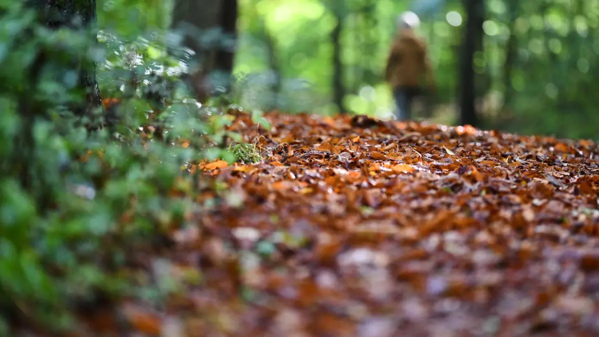 Herbst in Stuttgart: Laub liegt auf einem Waldweg. (zu dpa: «Erst bis zu 24 Grad, dann Regen und deutlich kühler»)