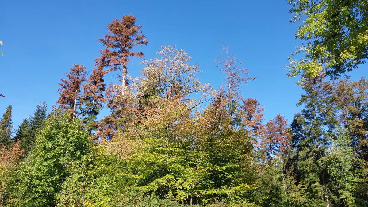absterbende Bäume im Schlater Wald