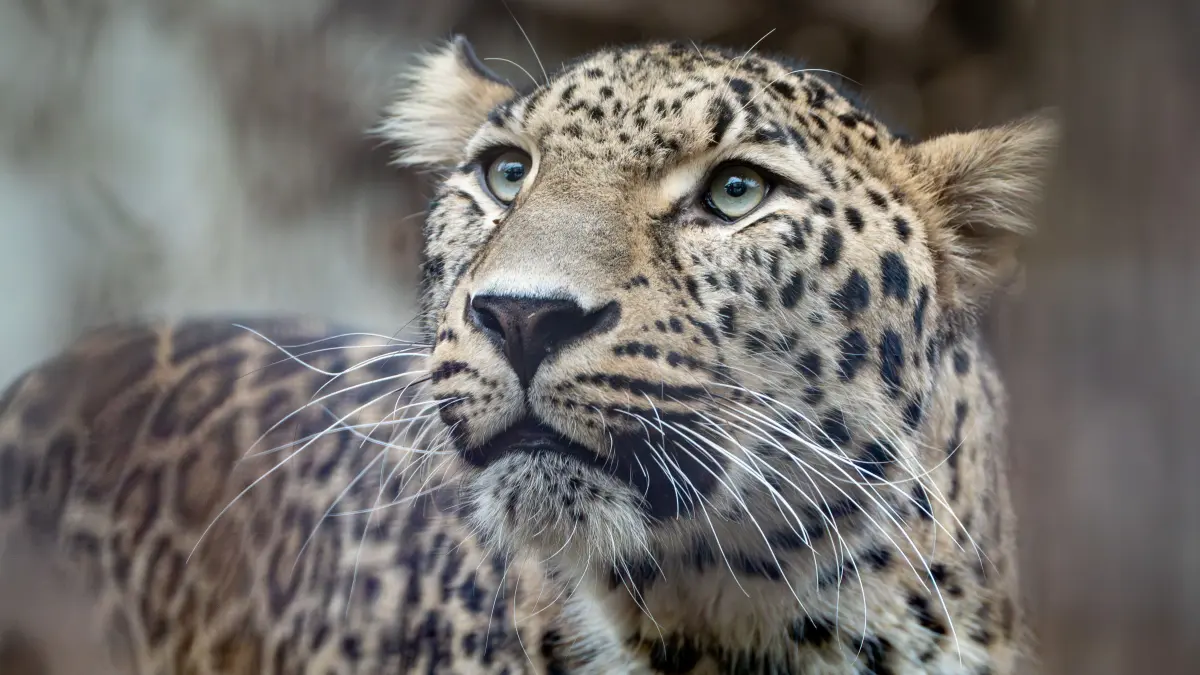 Der Persische Leopard Khal ist neu in der Wilhelma. Er hat jetzt einen Paten gefunden.