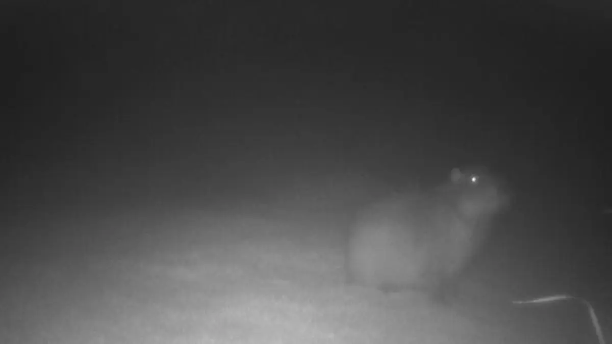 Am 27. Oktober wurde Samba von einer Wildtierkamera fotografiert.