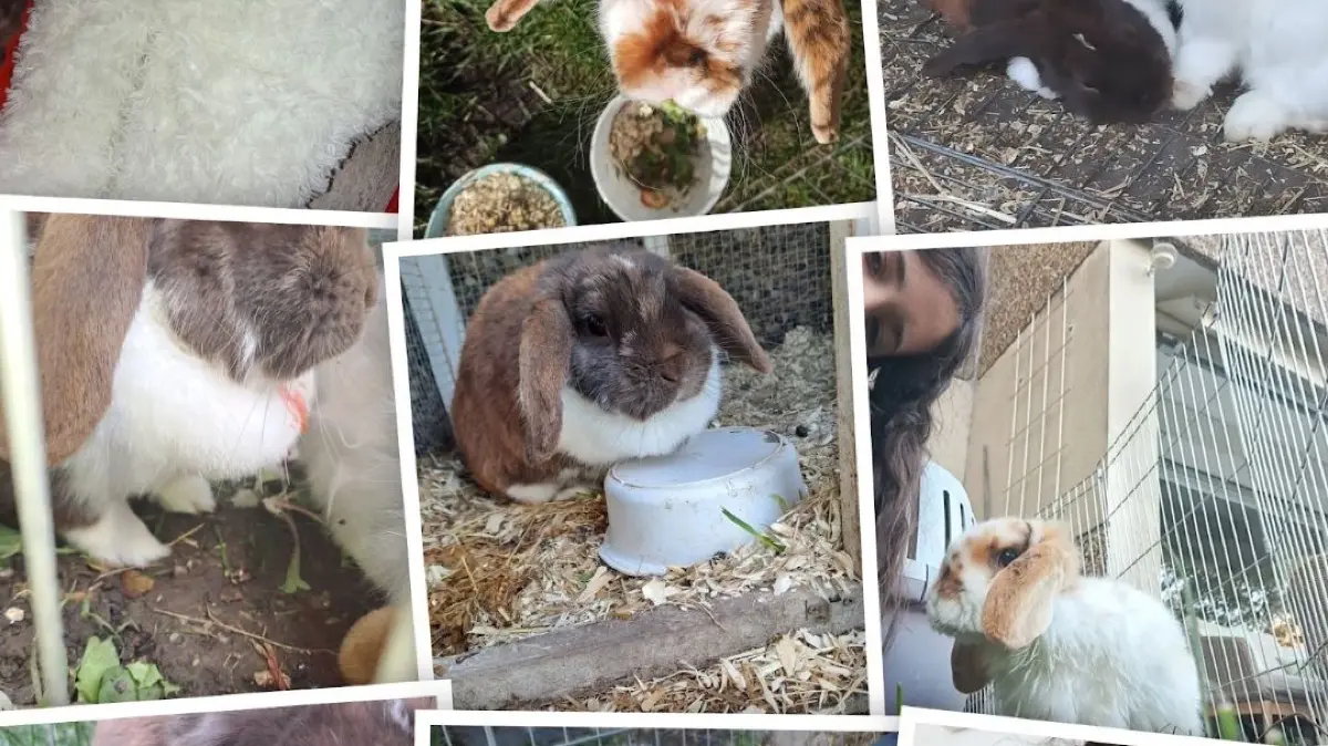 Nur Fotos bleiben der Familie als Erinnerung ans Kaninchen Hoppel
