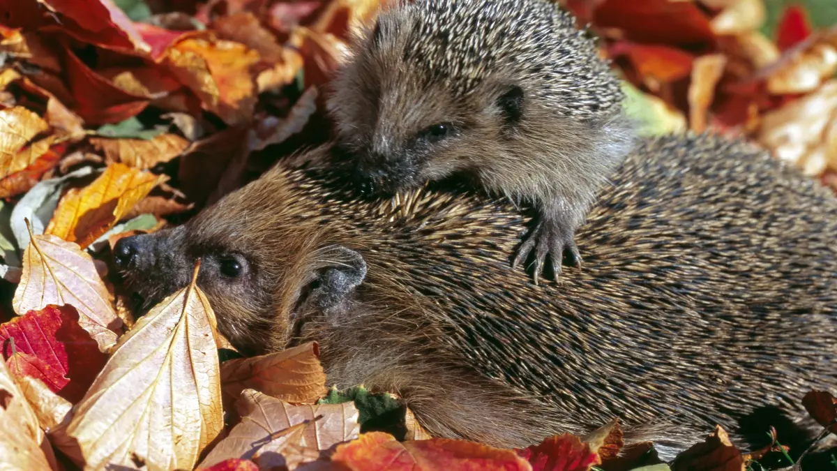 Bildnummer: 56169453 Datum: 28.10.2007 Copyright: imago/Harald Lange
Igelmutter mit Jungigel stöbern im bunten Herbstlaub Igel_116572 x0x Natur Tiere xng 2007 quadrat Igel Stachelritter populär Winterschlaf Igelmutter Jungigel Tierkinder betreuen stöbern Nahrungssuche Winterquartier Laubhaufen Säugetiere Krallenträger Insektenfresser Herbst Herbstlaub bunt Erinaceus europaeus Swinegel Borstel Hase und Igel Märchentier Tier Jahreszeit
56169453 Date 28 10 2007 Copyright Imago Harald Length Hedgehog mother with Young hedgehogs Browse in colorful Autumn foliage x0x Nature Animals xng 2007 Square Hedgehog Sting Knights popular Hibernation Hedgehog mother Young hedgehogs Animal children Betreuen Browse Search for food Winter Quarter Leaf clusters Mammals Insectivores Autumn Autumn foliage bunt Erinaceus europaeus Borstel Rabbit and Hedgehog Fairytale animal Animal Season