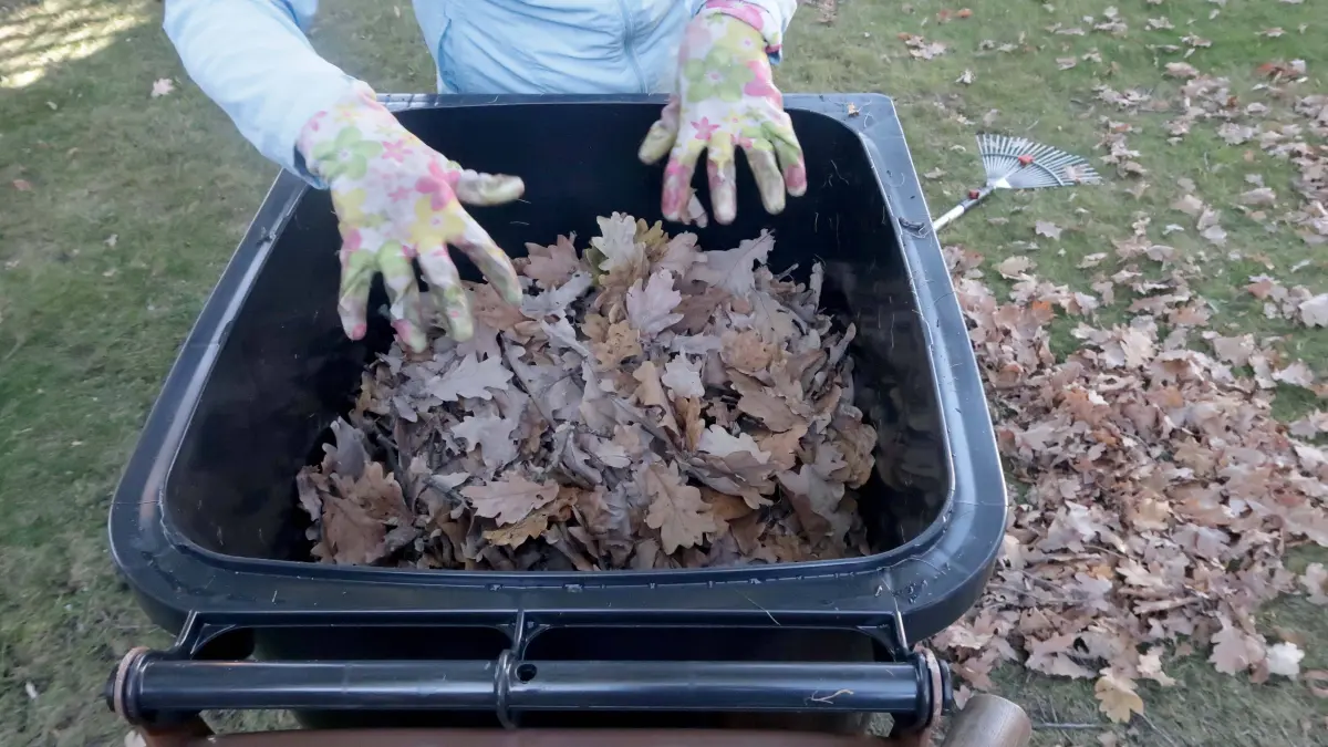 19.10.2026, mit einer Harke im Herbst das Laub im Garten einsammeln, Gartenarbeit, Biotonne befüllen, Berlin Deutschland, Germany *** October 19, 2026, raking up leaves in the garden in the fall, gardening, filling the organic waste bin, Berlin, Germany